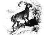 Wild Goat - the Caucasian Ibex (Caprus aegagrus), Heb. Y`eLIM